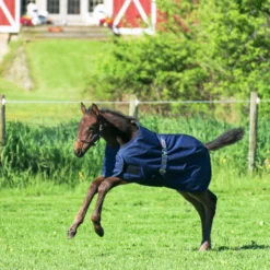 StormShield® Euro Bellyband 220g Medium Weight Foal Turnout Blankets -Schneiders Shop 16000c alt b