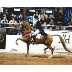 Adjusta-Fit Dura-Nylon V-Free Westcoast Leg Strap Horse Stable Blanket - Midweight -Schneiders Shop 35348 prof a