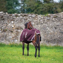 Horseware® Amigo® Ripstop Foal Turnout (200g Medium) -Schneiders Shop 44275 alt b