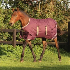 Horseware® Amigo® Ripstop Foal Turnout (200g Medium) -Schneiders Shop 44275 fignavytan
